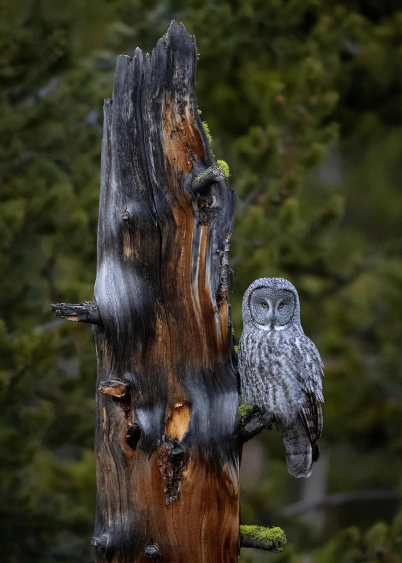 Yellowstone Fall - 2023