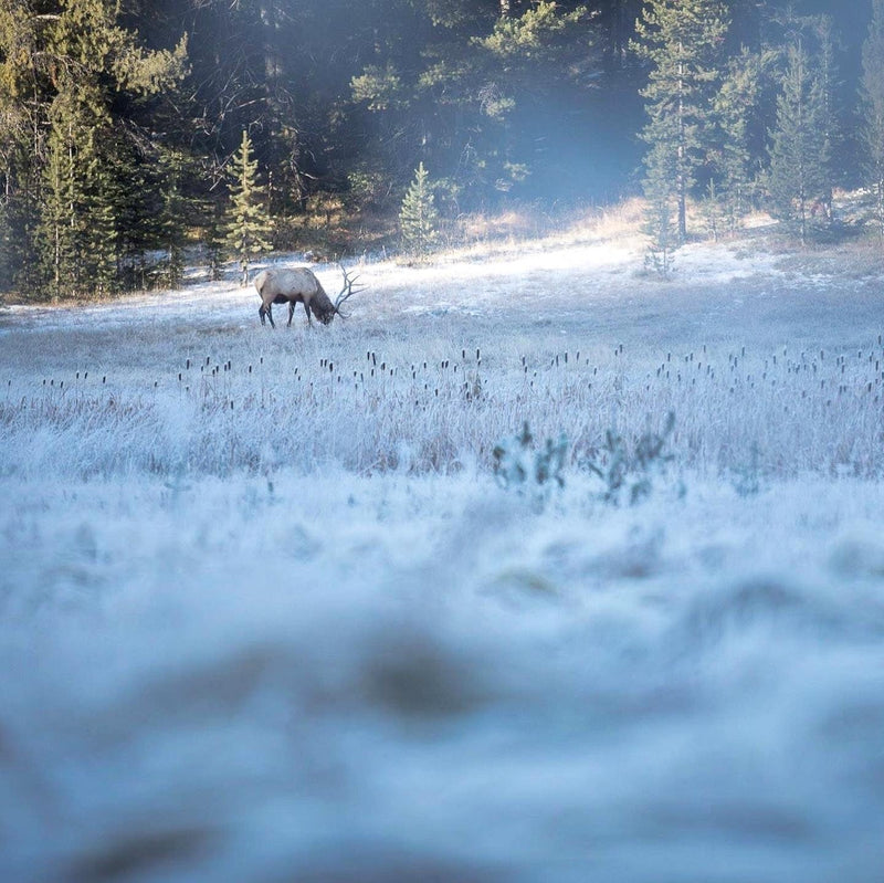 Yellowstone Fall - 2023