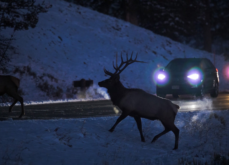 Yellowstone Fall - 2023