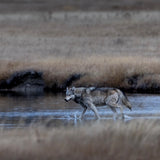 Yellowstone Fall - 2023